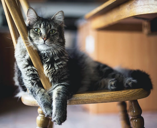 A fluffy grey tabby cat with green eyes is lounging comfortably on a wooden chair, draping its front legs over the chair's armrest and looking directly at the camera. The background shows a warm-toned kitchen setting.